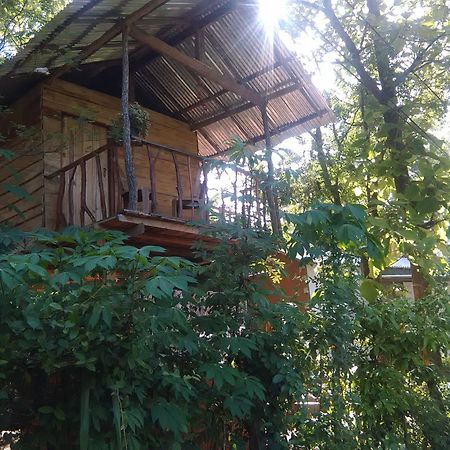 Angry Birds Tree House Daire Habarana Dış mekan fotoğraf