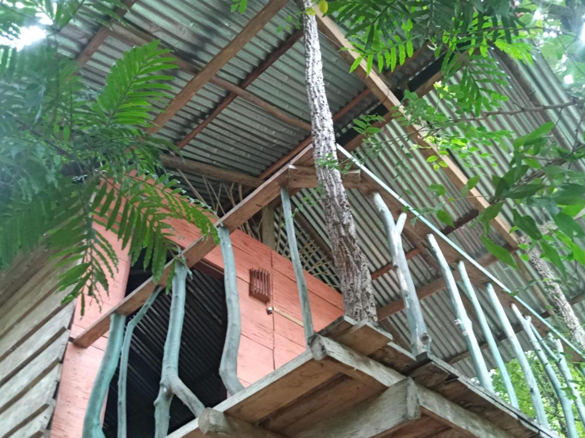 Angry Birds Tree House Daire Habarana Dış mekan fotoğraf