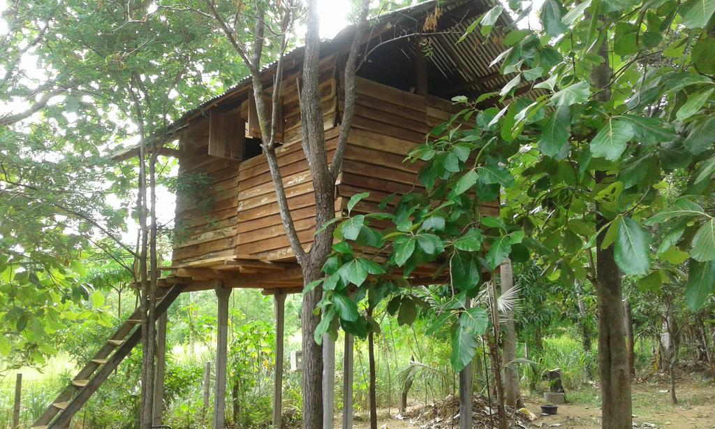 Angry Birds Tree House Daire Habarana Dış mekan fotoğraf