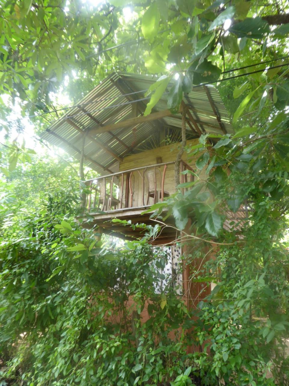 Angry Birds Tree House Daire Habarana Dış mekan fotoğraf